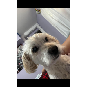 Lost Dog Coco