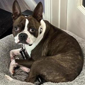 Lost Dog Ogre