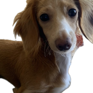 Lost Dog Weenie