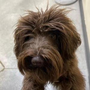 Lost Dog Tootsie