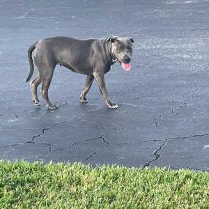 Found Dog unknown