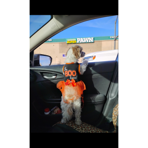 Lost Dog Daisy