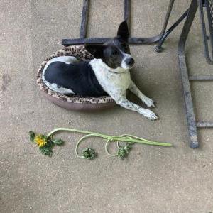 Lost Dog Opie