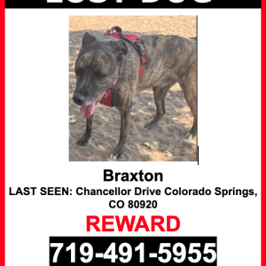 Lost Dog Braxton