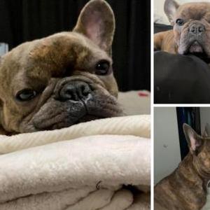Lost Dog Cleo