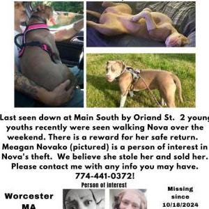 Image of Nova, Lost Dog