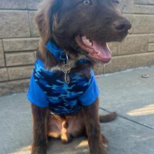 Lost Dog Simba