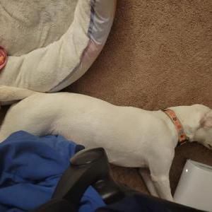 Lost Dog Zora