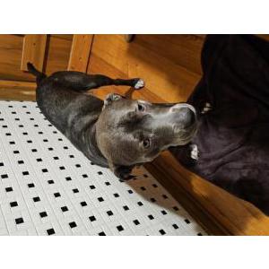 Lost Dog Wyatt