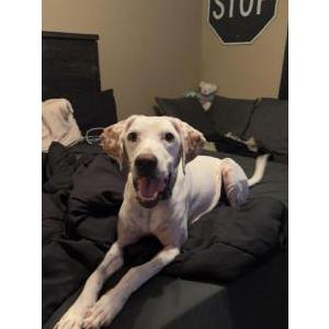Lost Dog Luna