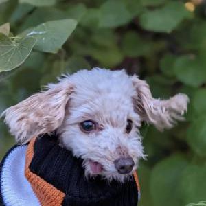 Image of Oscar, Lost Dog