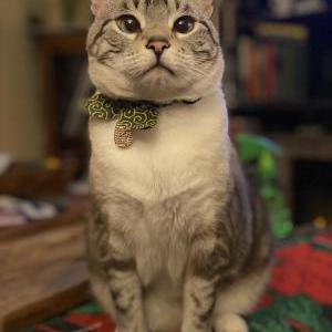 Image of Mystic, Lost Cat