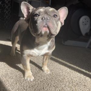 Lost Dog Stich