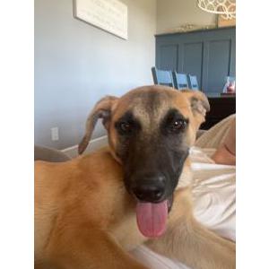Lost Dog Butkus