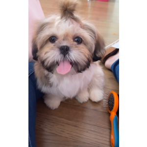 Lost Dog Coco