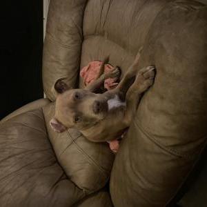 Image of Unknown, Found Dog