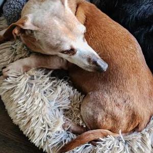 Lost Dog Sprout