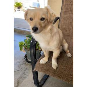 Lost Dog Milo