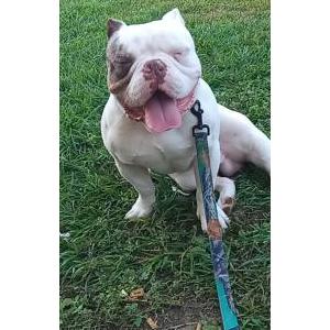 Lost Dog Moonshine