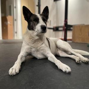 Found Dog Unknown