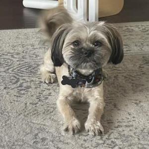 Lost Dog Oliver “Ollie”