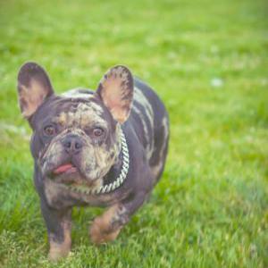 Lost Dog Pollo