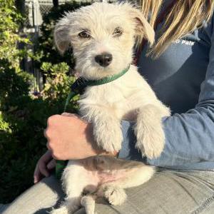 Found Dog Unknown