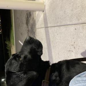 Lost Dog Gunner
