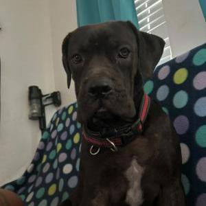 Lost Dog Roko