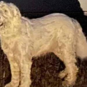 Image of BANDIT, Lost Dog