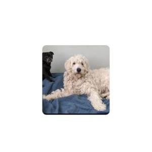 2nd Image of BANDIT, Lost Dog