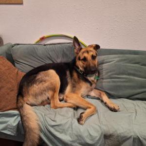 Lost Dog Patrick