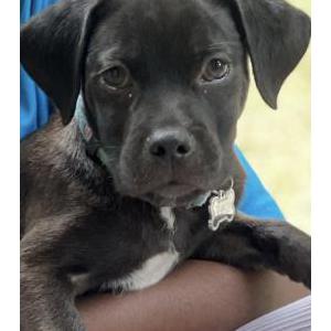 Lost Dog Real