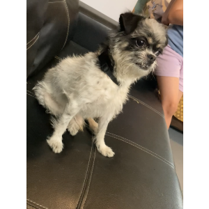 Lost Dog Manchas / Stains