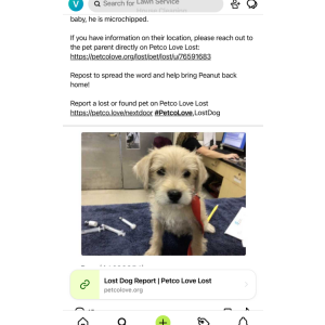 Lost Dog Peanut