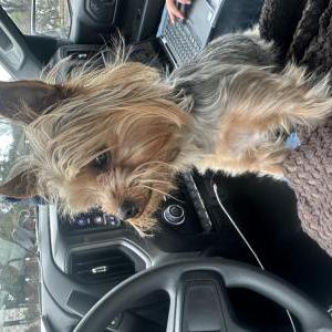 Lost Dog Bando
