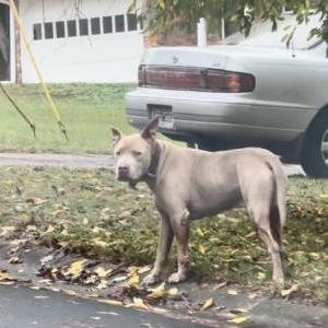 Found Dog unknown