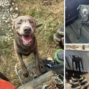 Image of Takoda, Lost Dog