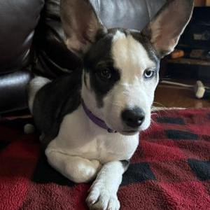 Found Dog Unknown