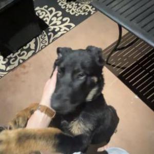 Lost Dog Apollo