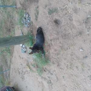 Lost Dog Kayde