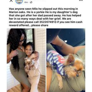 Lost Dog Milo