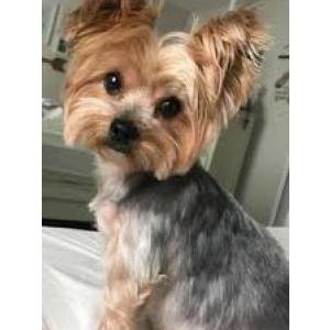 Lost Dog Sonny