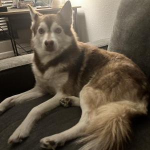 Lost Dog Adonis