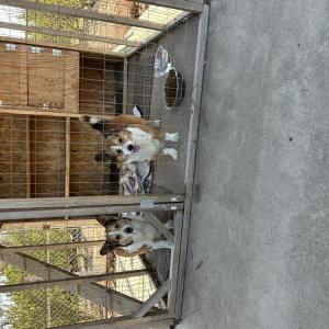 Found Dog Unsure