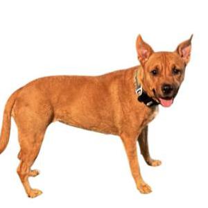 Lost Dog B.B