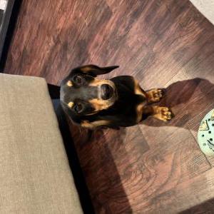 Lost Dog Benji