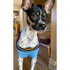Found Dog Unknown