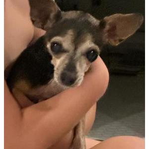 Lost Dog Coco