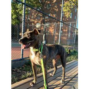 Lost Dog Brooklyn